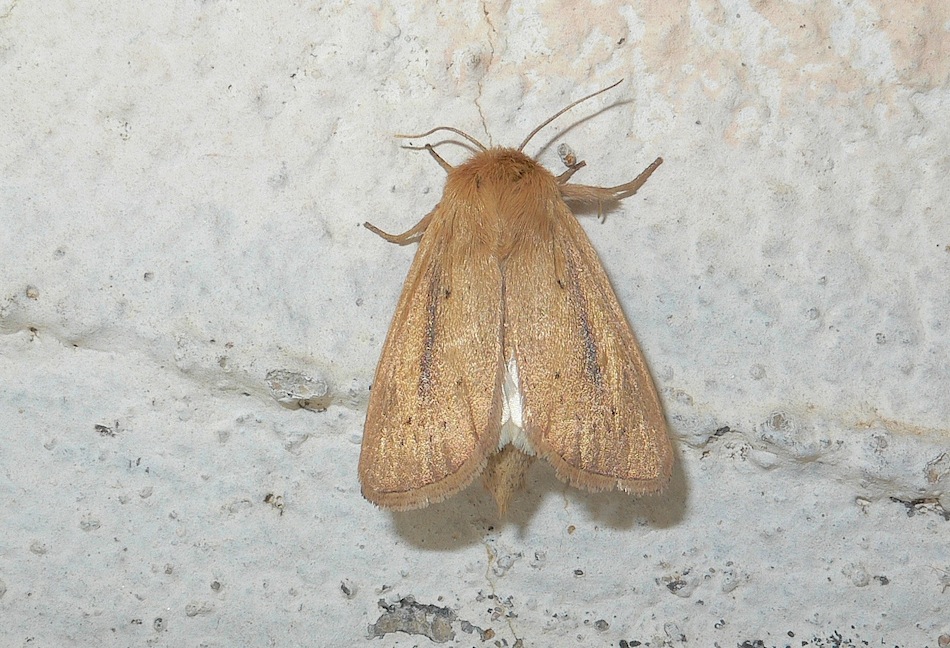 Identificazione falena 21 - Sesamia nonagrioides